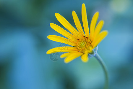 温柔的花桌面花卉高清图片