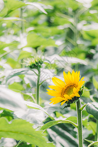 花园绿植向日葵背景虚化阳光清新背景