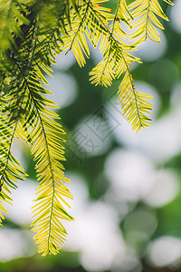 蕨类植物纹理绿叶光斑背景虚化叶子阳光背景