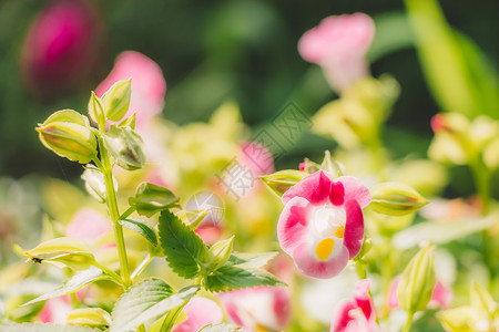 绿色植物叶片清新自然美绿色植物花草背景