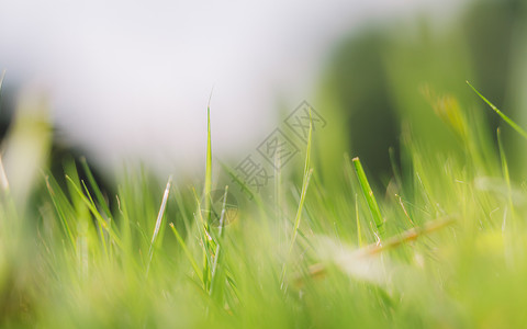 大草地原绿色草地田原风光背景虚化背景