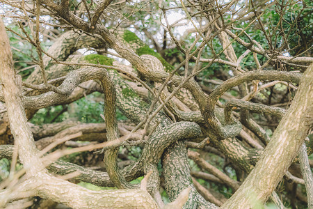 树枝结构枝繁叶茂植物生长背景图片