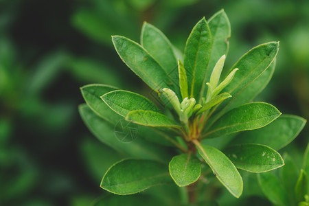 叶子背景环境图案植物清新图片