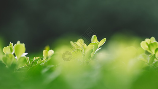 绿色背景清新环境虚化植物高清图片