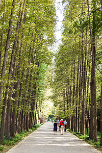 杉树游客步行背影图片