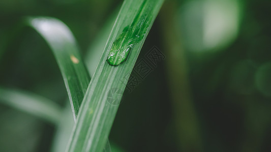 绿色花雨图案水滴绿叶绿色环境背景清新背景