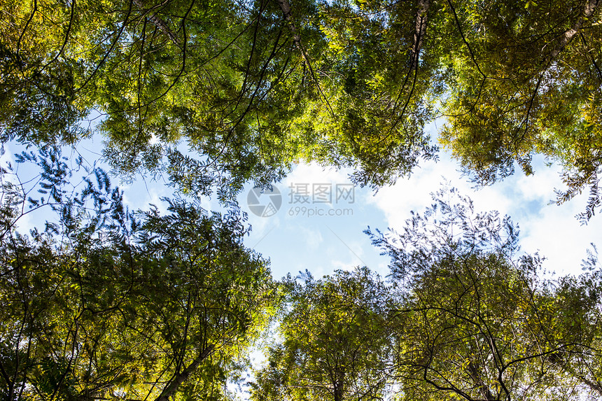 蓝天白云树木风景图片
