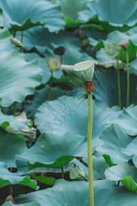 莲花纹理莲花清新绿叶绿意植物环境背景