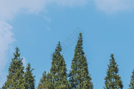 蓝天白云树木树枝图案结构图片