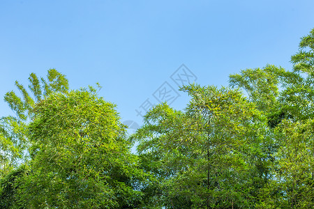 蓝天竹子绿植背景图片
