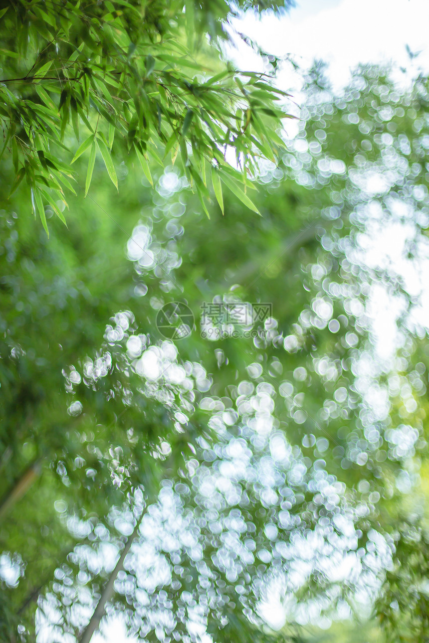 竹叶虚化园林风景图片