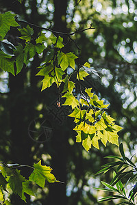 叶子叶片阳光绿色清新背景图片