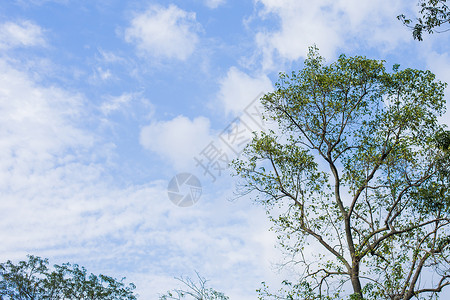 蓝天白云树木风景图片