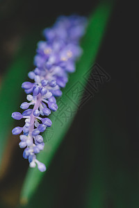 花草图案包装紫色花草虚化微距背景