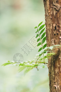 绿色植物树干背景环境背景图片