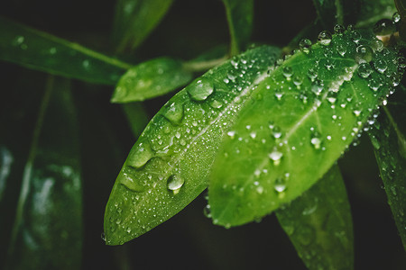 绿色花雨图案水滴绿叶微距清新环境背景