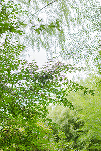 枫叶柳叶绿叶绿色背景背景图片