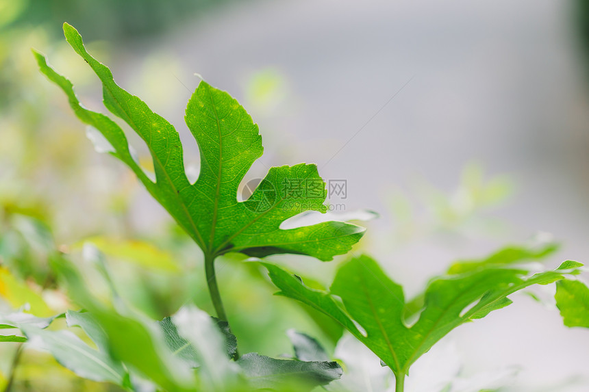 自然环境树叶背景生长图片