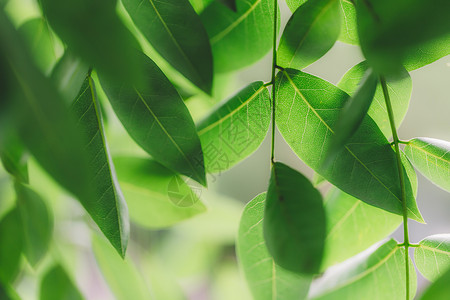 植物绿意微距纹理清新背景图片