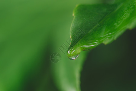 水滴绿色清新叶片叶子背景图片