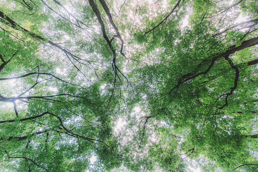 植物绿色树木仰拍天空图片