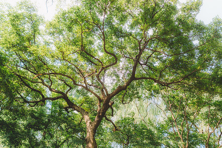 清新自然枝繁叶茂植物树木背景图片