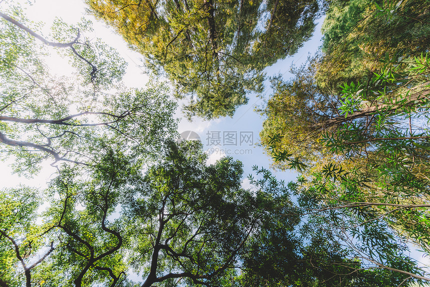 蓝天白云植物树木叶子叶片图片
