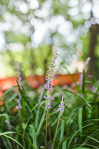 紫花特写虚化结构背景高清图片