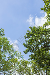 树叶蓝天白云清新背景图片