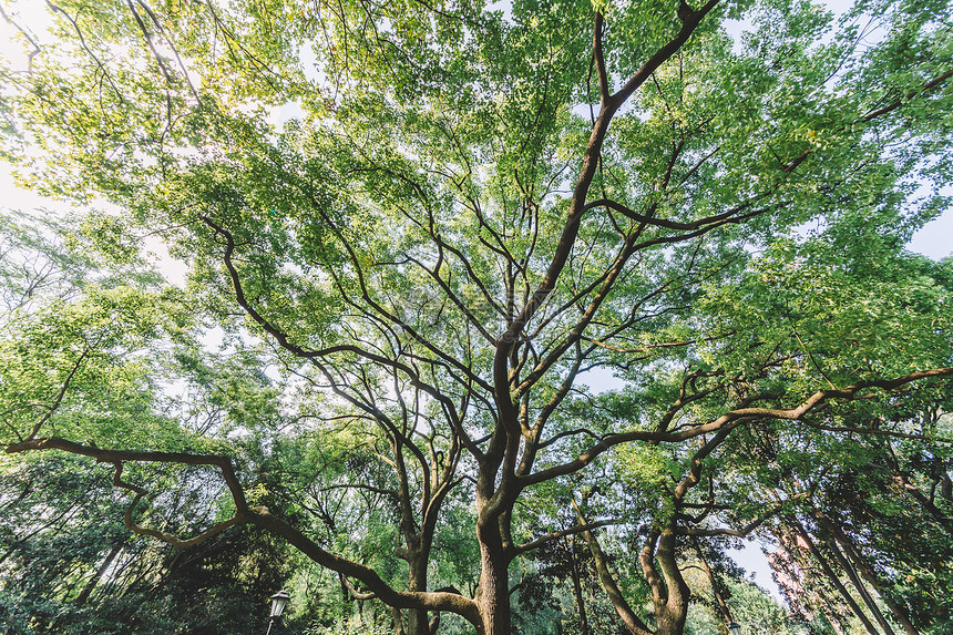 枝繁叶茂树木图案结构绿意自然图片