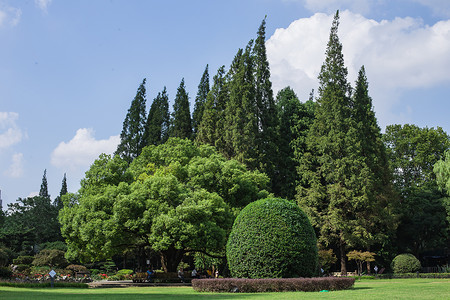 蓝天白云树林草地景观风景高清图片