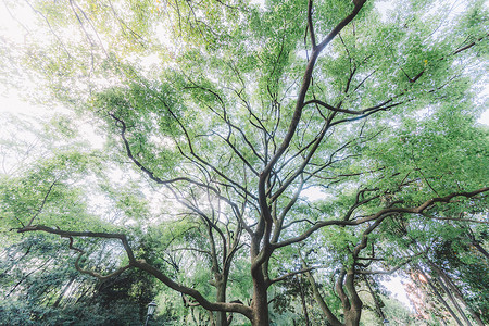 枝繁叶茂树木森林结构叶子图片