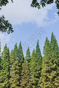 蓝天白云树叶前景绿意风景图片