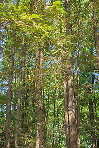 树林树干蓝天自然风景图片