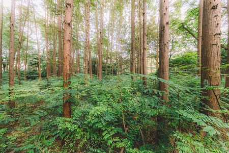 清新背景自然美环境森林图片