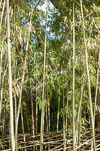 竹林竹子阳光自然风光图片