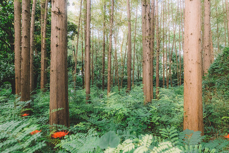 绿色森林树木植物叶子叶片高清图片