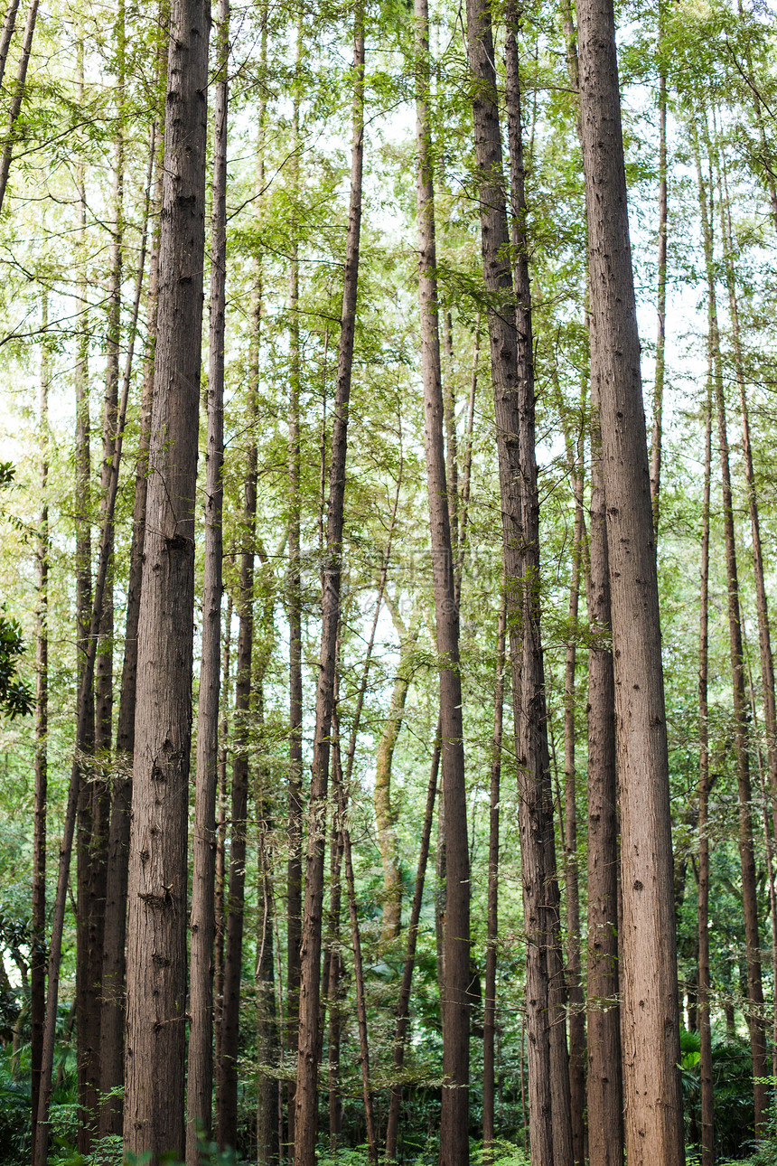 树林树干自然风光风景图片