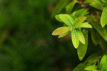 绿色花雨图案树叶水珠特写虚化纹理背景背景