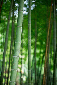 绿色植物叶片风景绿色植物竹林背景背景