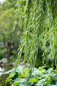 木长凳春天绿色植物柳树背景