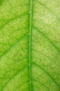 绿色肌理春天绿色植物树叶背景