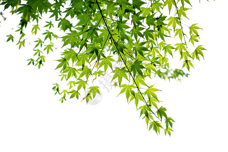 自然绿色枫叶背景素材高清图片