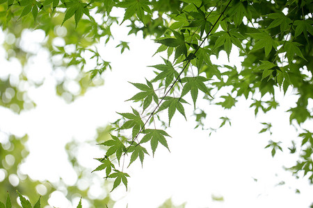 自然绿色枫叶背景图片