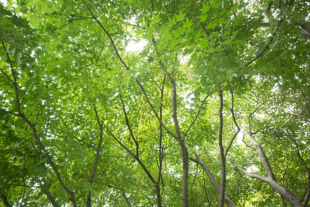 大自然绿色树叶图片