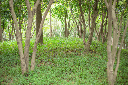 树林树干草地自然风景图片