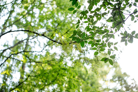 公园绿色植物树叶背景图片