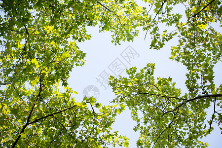 绿色植物树枝中间的天空图片