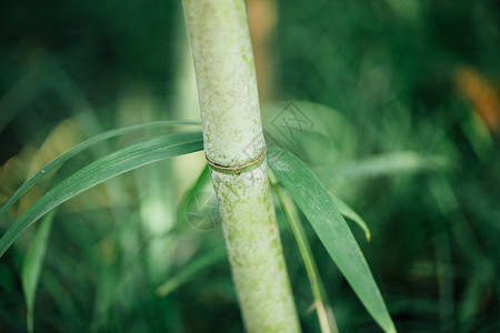 自然植物绿色竹叶背景图片