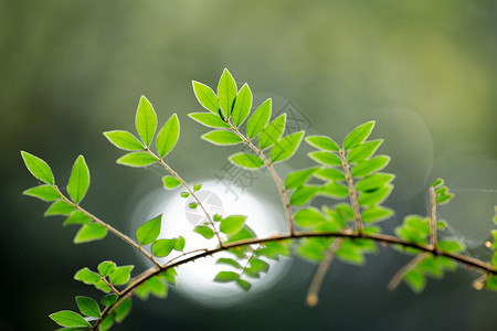 自然植物绿色树叶图片